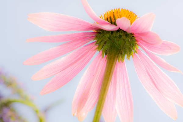 Echinacea Purpurea